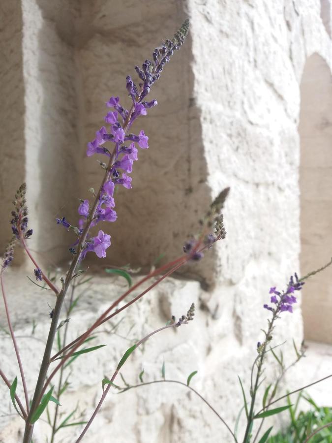Trulli Di Puglia - Casa Vacanze In Valle D'Itria Martina Franca Exteriér fotografie